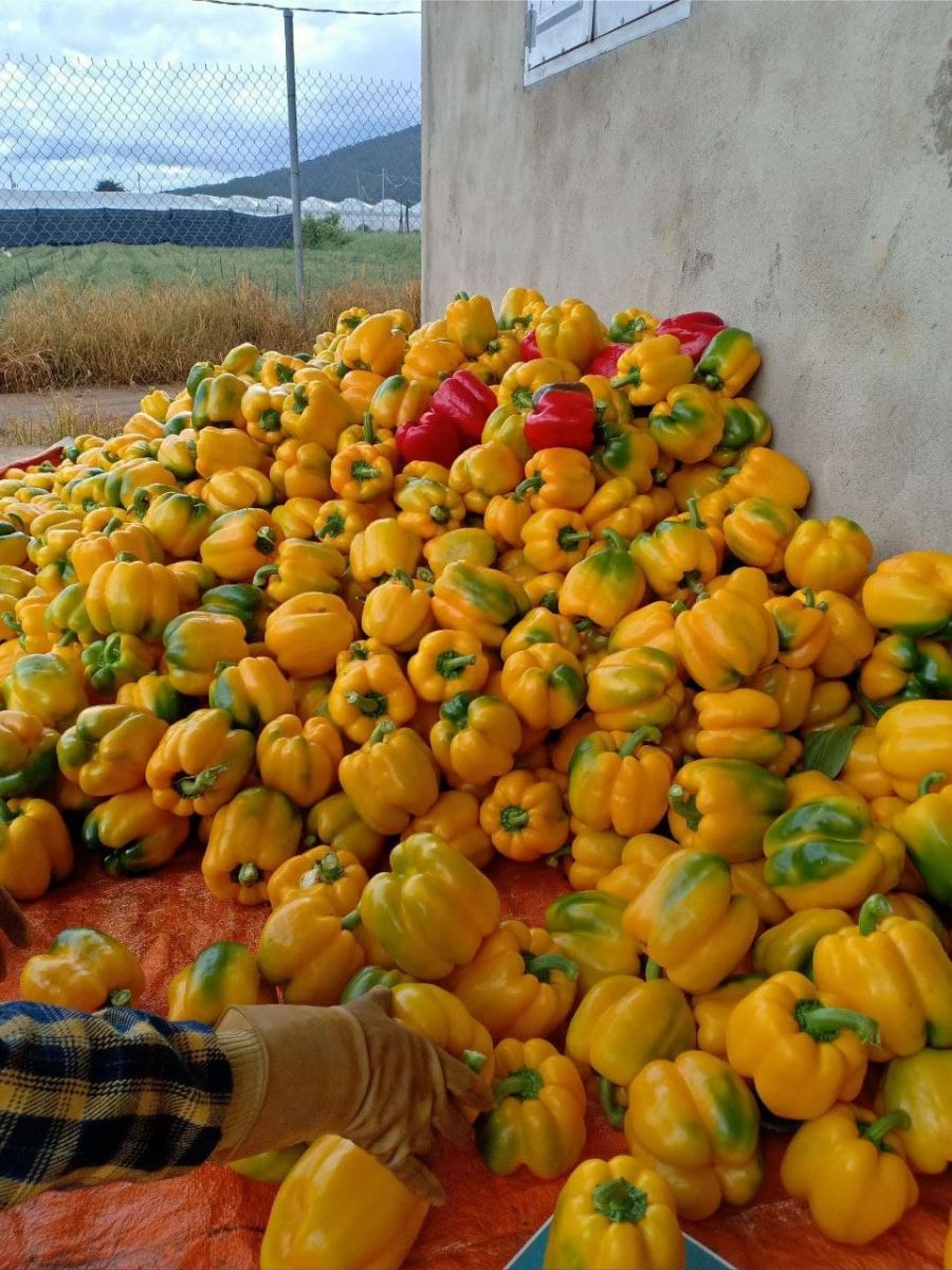 ORGANIC FRESH CAPSICUMS/ BELL PEPPER 