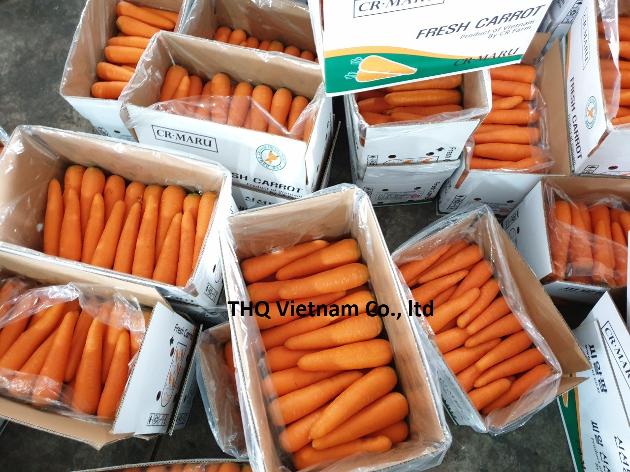 Fresh Carrot From Vietnam