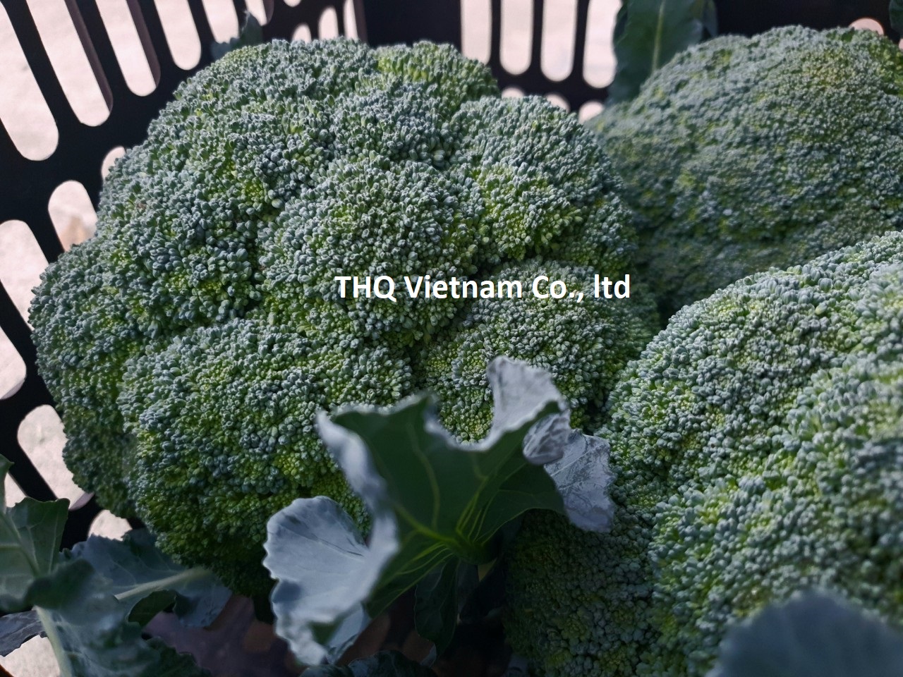 Fresh Broccoli From Vietnam
