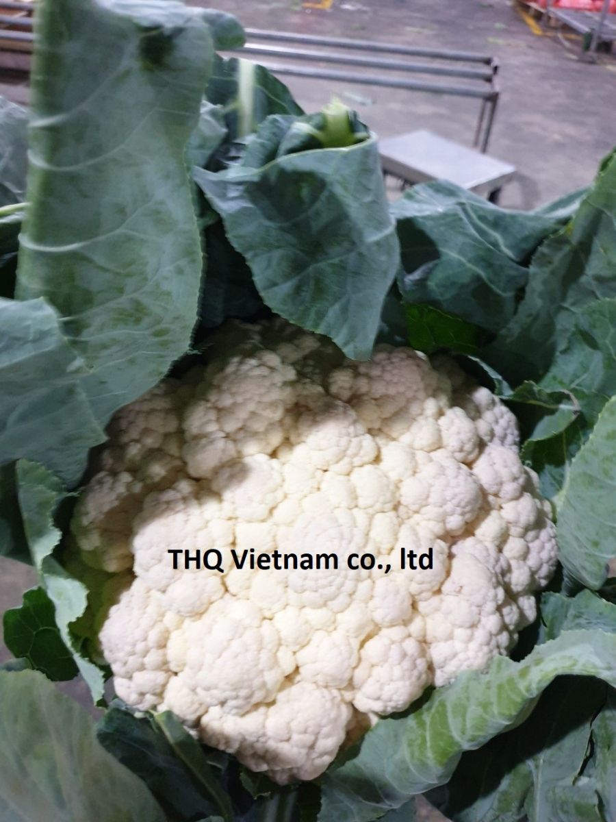 Fresh Cauliflower From Vietnam